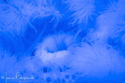 Underwater Blue Dream by Mario Robillard 
